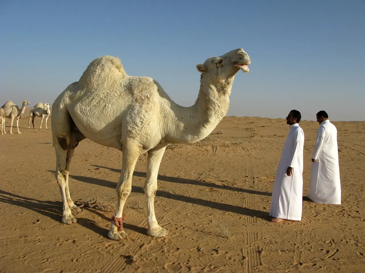 Alujian and Beaulieu Form Partnership in Saudi Arabia - Nonwovens Industry
